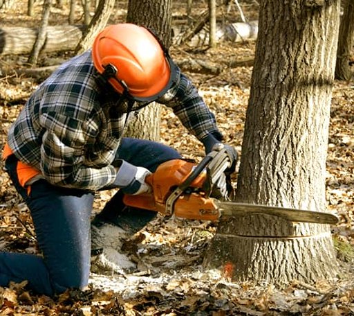 Tree Removal in Shelton, WA